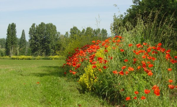 Mohn am Ufer der Louge